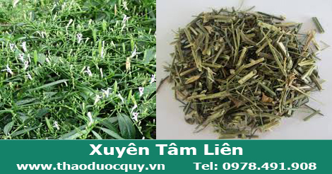vị thuốc xuyên tâm liên